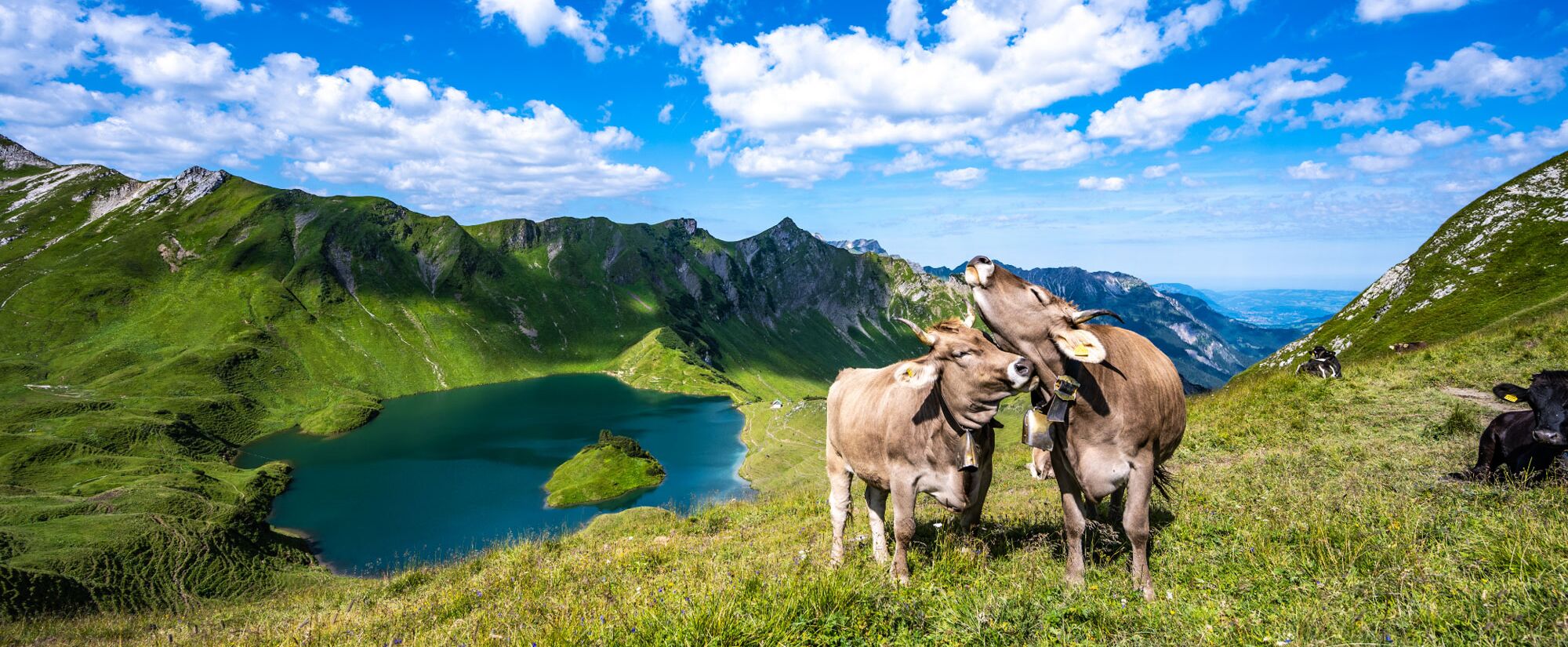 Kühe im Sommerurlaub am Schrecksee bei Hinterstein