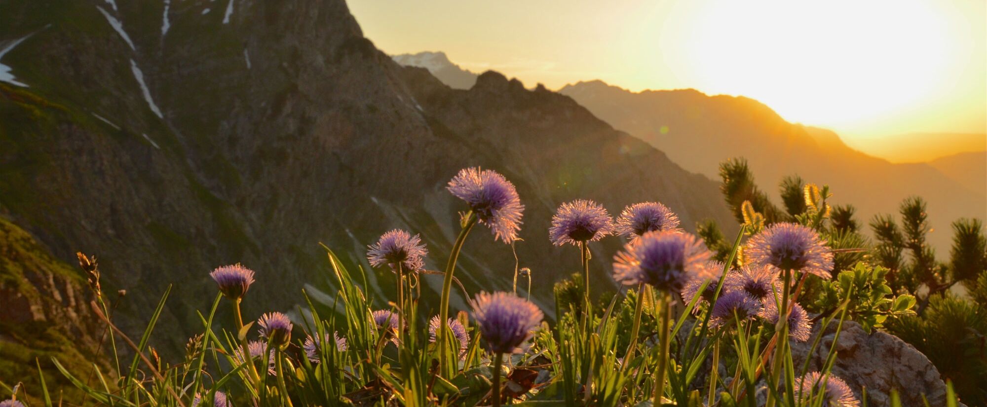 Panoramablick auf die Allgäuer Alpen nahe der Ferienwohnung Martin